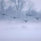 Ankunft im Nebel