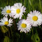 Anlachende Gänseblümchen