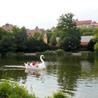 Anlagensee Tübingen - Wann geht der nächste Schwan?