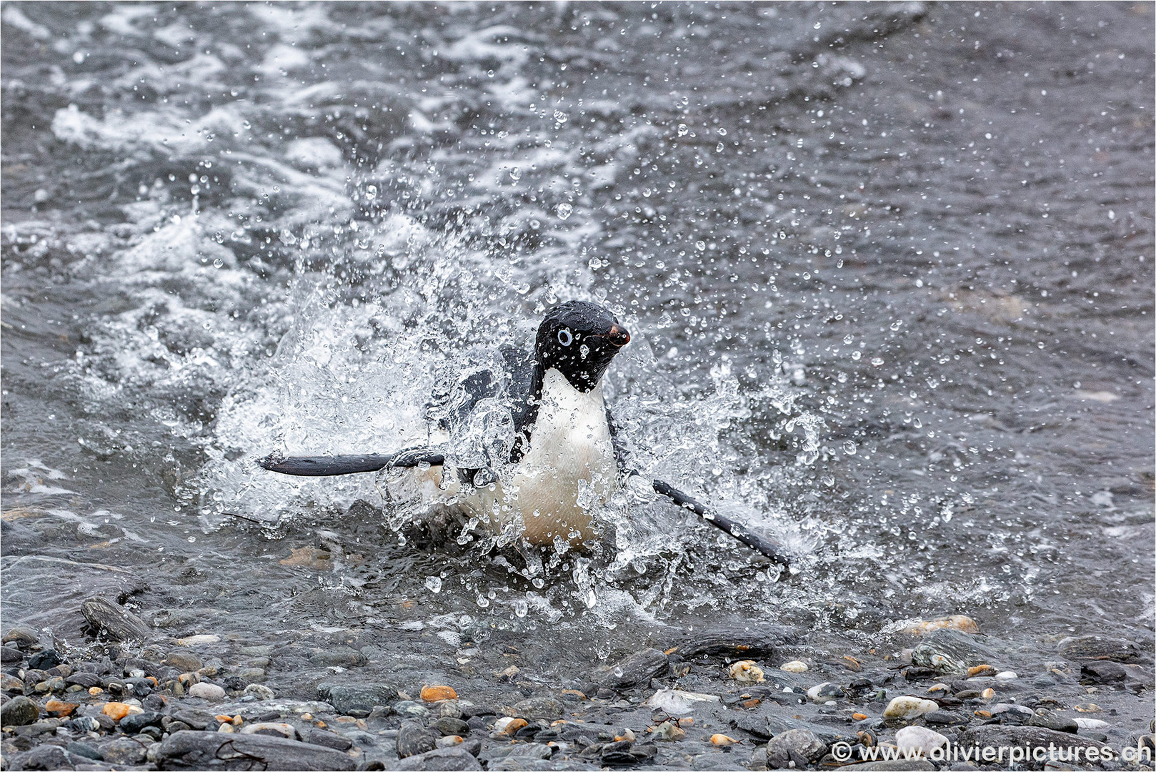 Anlandung Adelie-Pinguin