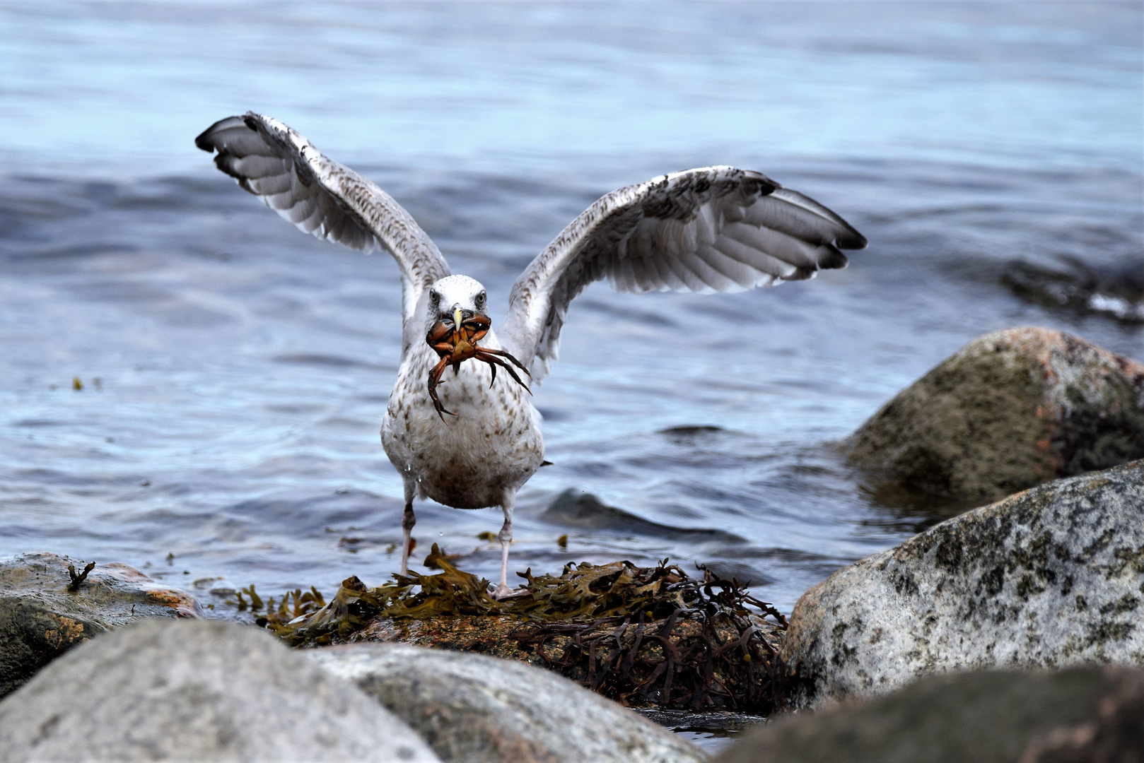 Anlandung Foto & Bild tiere, wildlife, wild lebende vögel Bilder auf