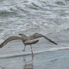 Anlauf und los fliegen