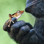 Anlegen des Schattens auf dem Frosch