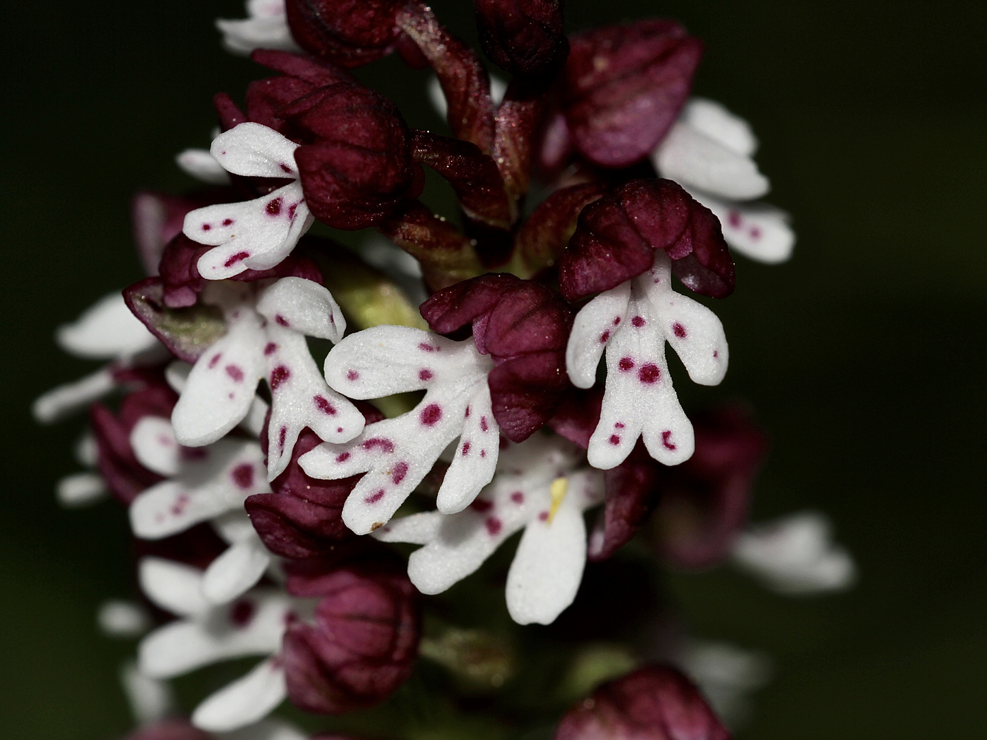 ANLEHNUNGSBEDÜRFTIG - Blüten des Brandknabenkrauts (Neotinea ustulata)
