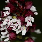 ANLEHNUNGSBEDÜRFTIG - Blüten des Brandknabenkrauts (Neotinea ustulata)