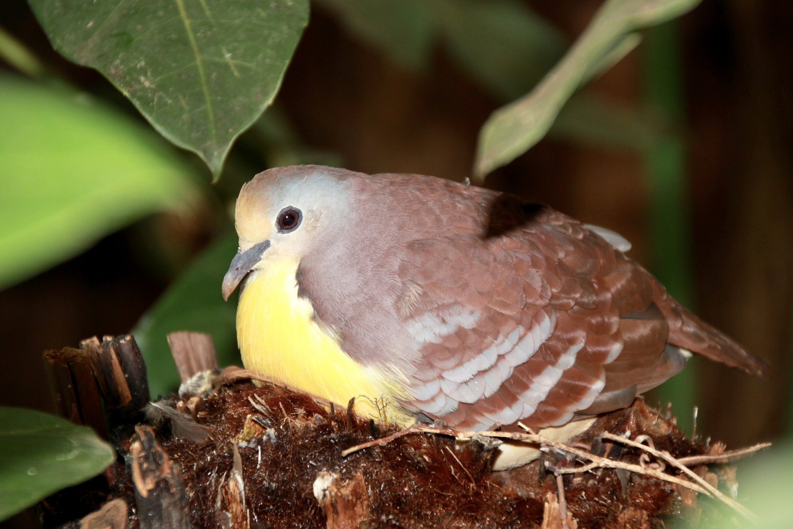 Anmut Foto & Bild vögel, natur Bilder auf