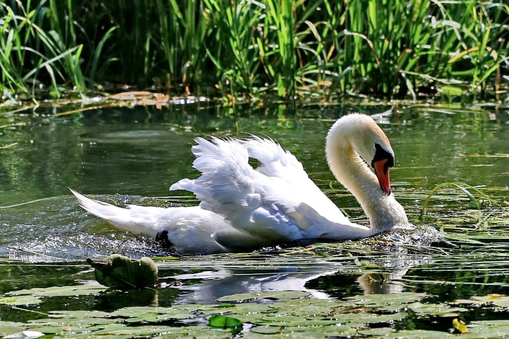 Anmut Foto & Bild fotos, wasser, winter Bilder auf