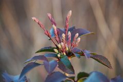 Anmut des späten Herbstes