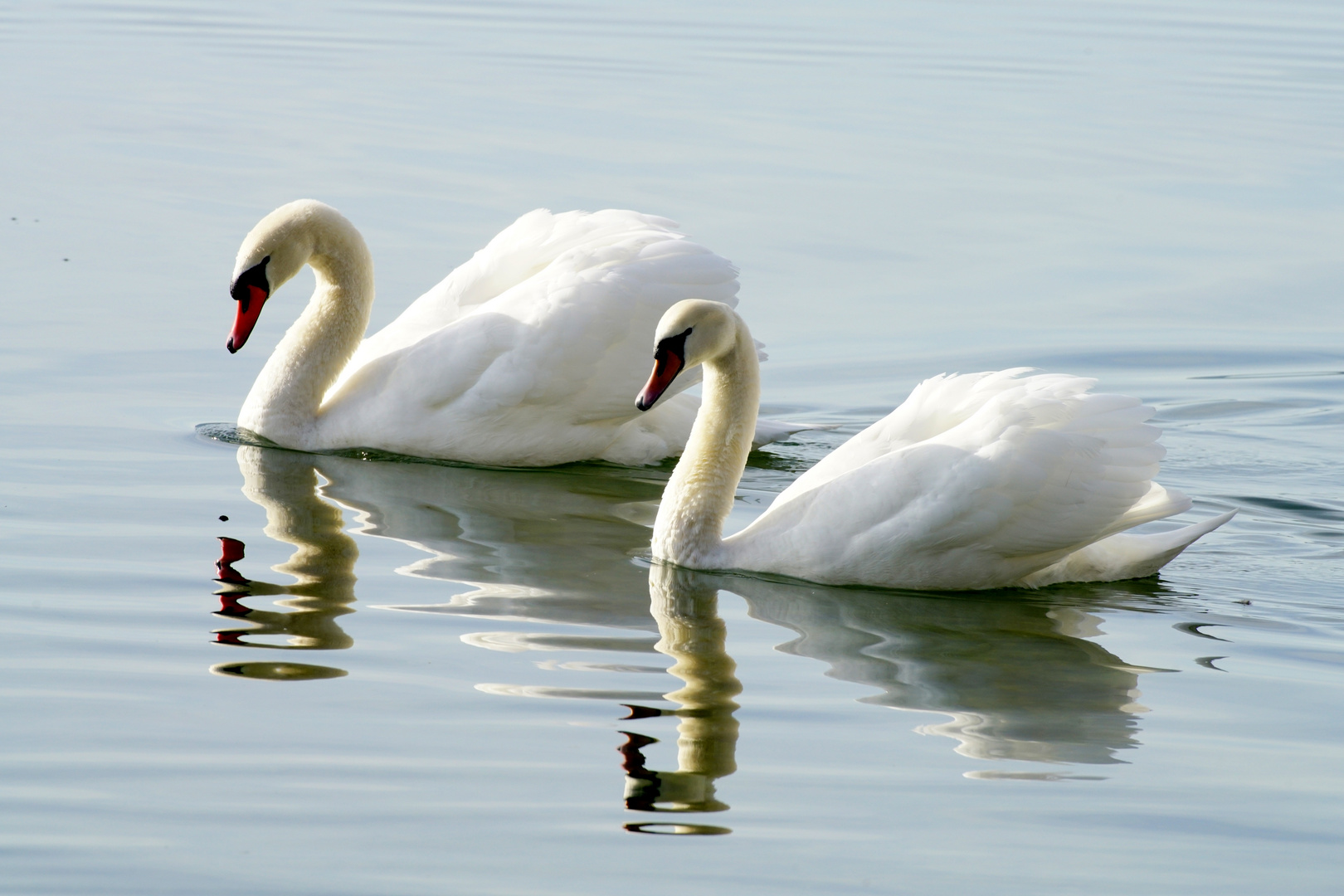 "Anmut", Höckerschwan