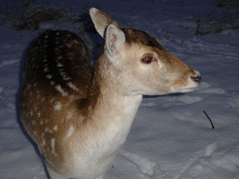 Anmut im Schnee