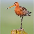 Anmut... Uferschnepfe *Limosa limosa*