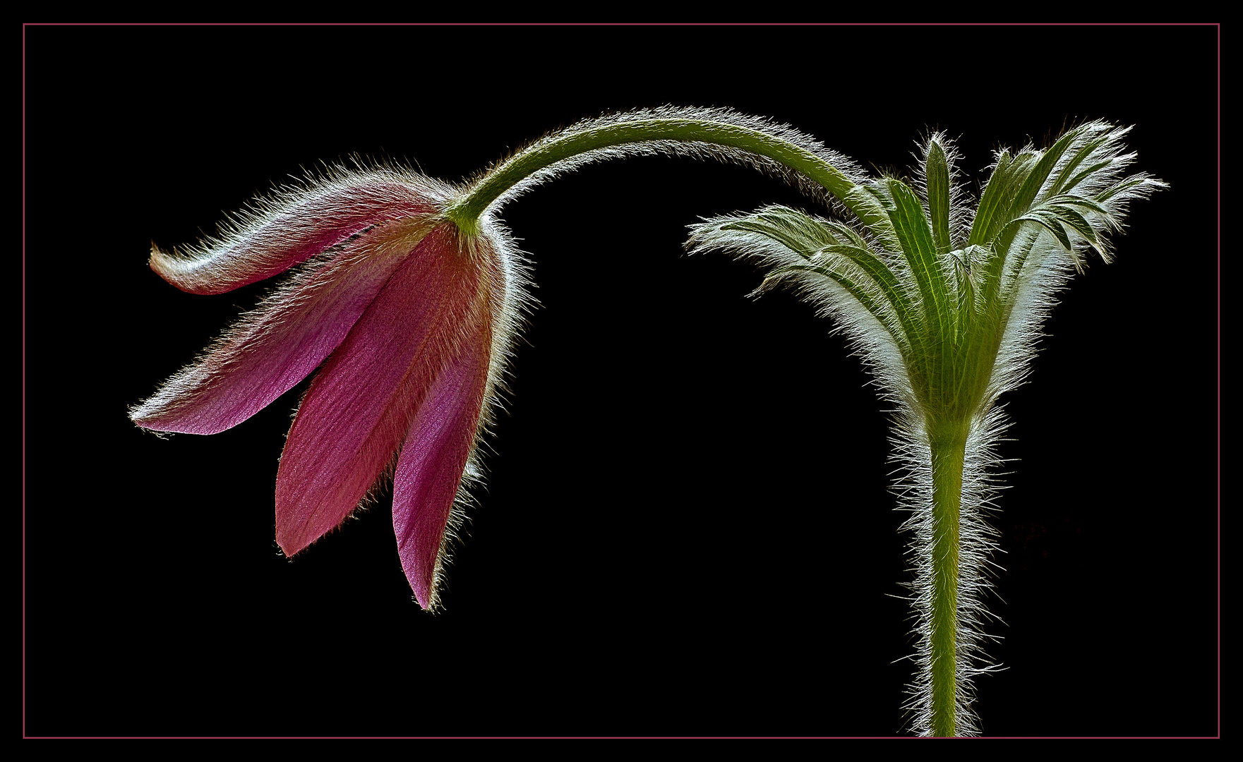 Anmut und Schönheit der herrlichen     Blume entzücken unser Auge - ( Stacking Bild ) 