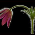Anmut und Schönheit der herrlichen     Blume entzücken unser Auge - ( Stacking Bild ) 