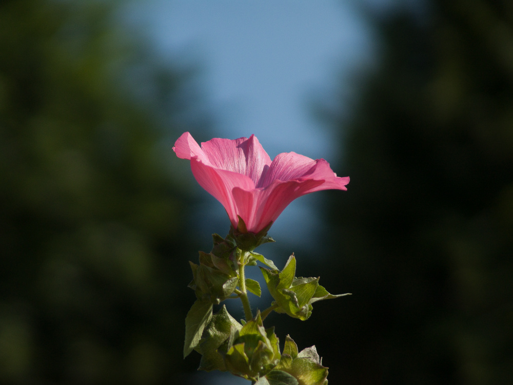 Anmut und Schönheit der Natur