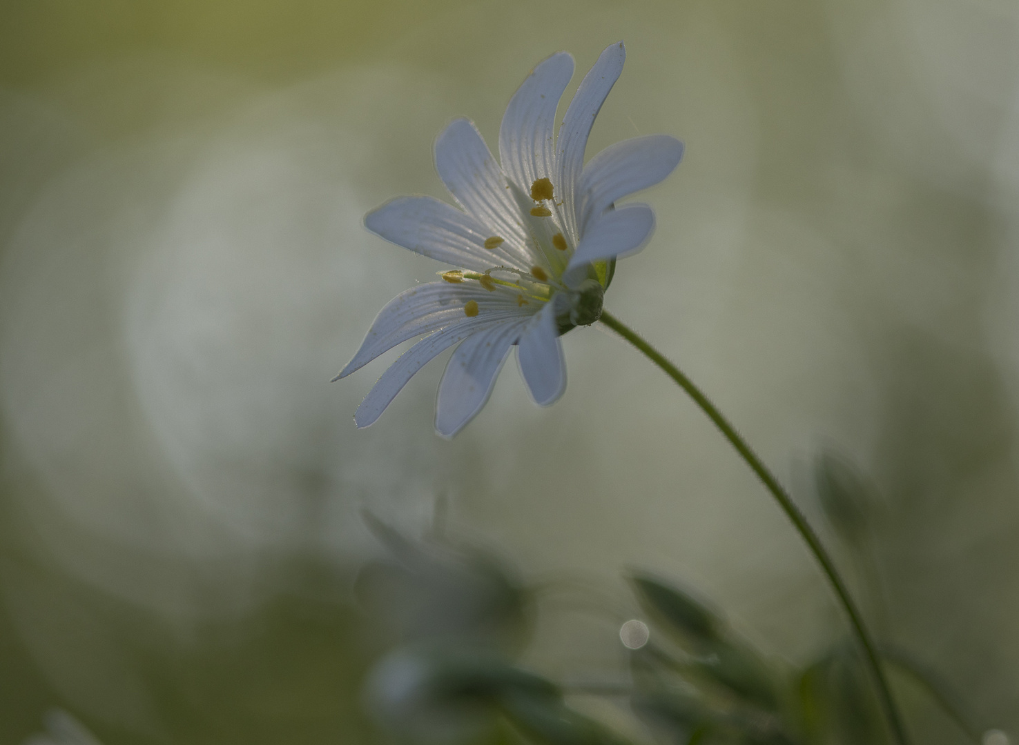 Anmutig im Frühling