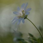 Anmutig im Frühling