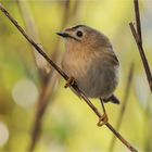 anmutig sitzt das Wintergoldhähnchen  .....