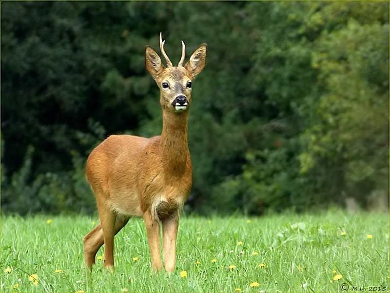 Anmutig und stolz sah der Rehbock aus....