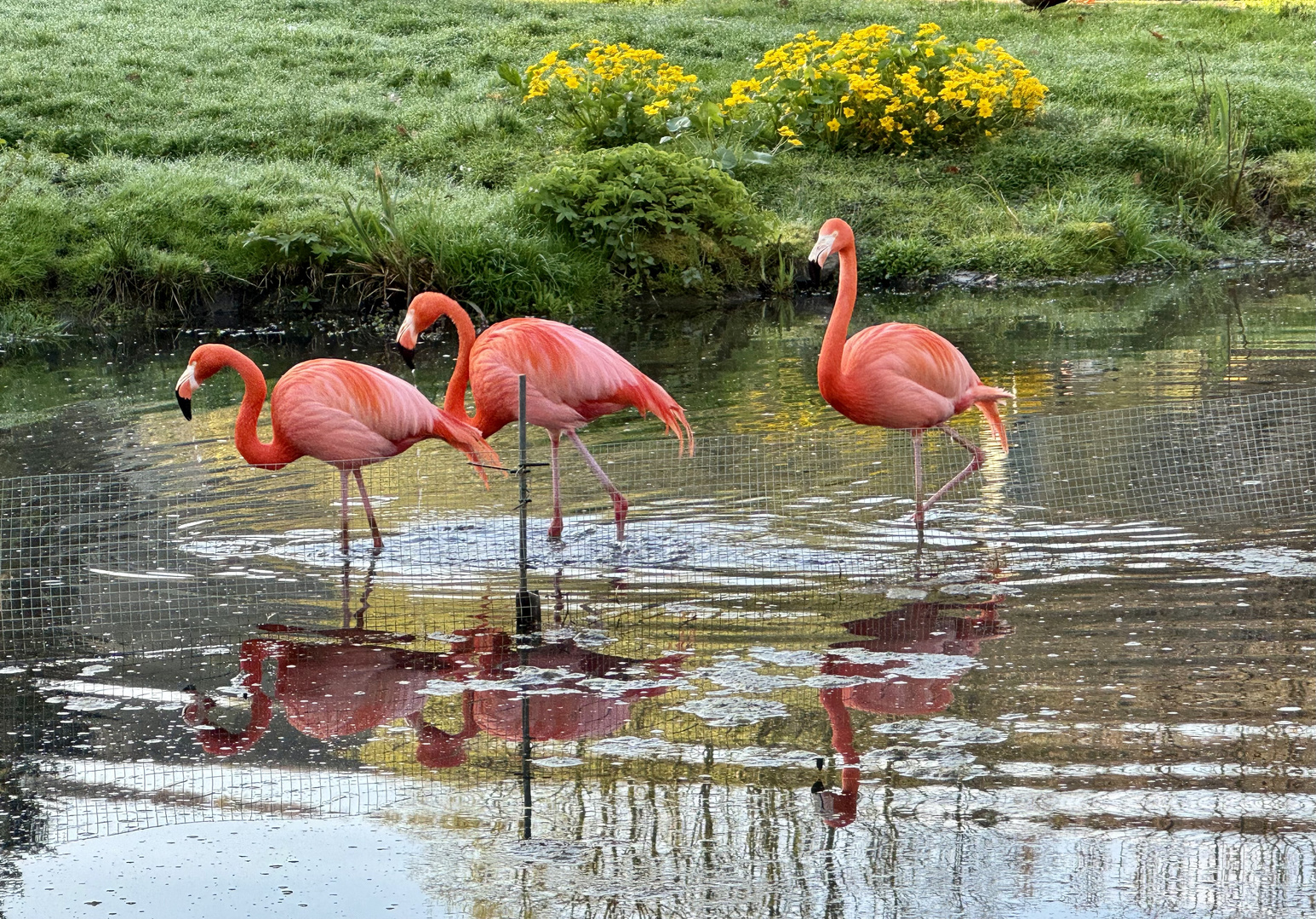 Anmutige Flamingo-Gelassenheit im Wasser