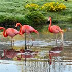 Anmutige Flamingo-Gelassenheit im Wasser