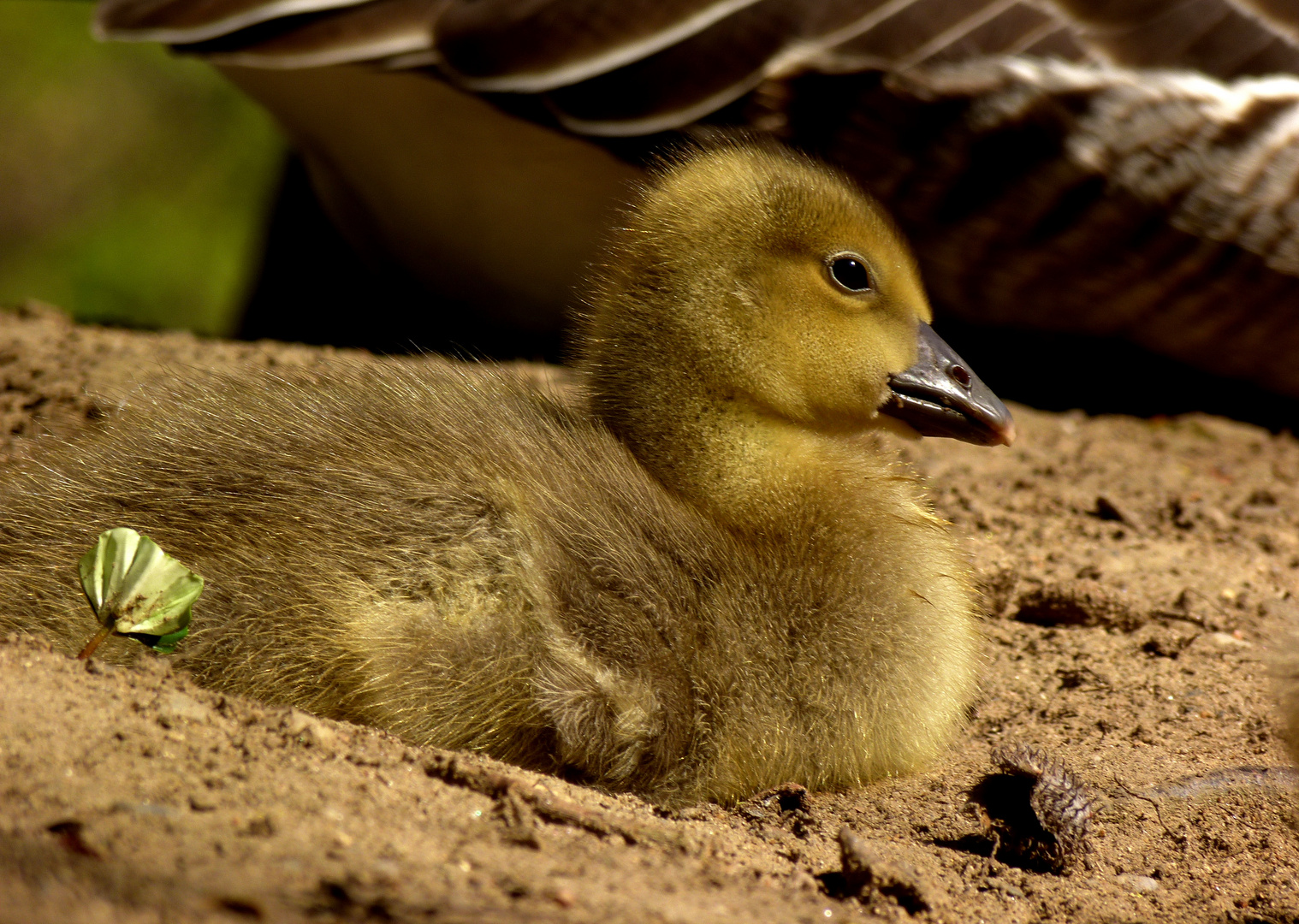 anmutige, kleine Gans