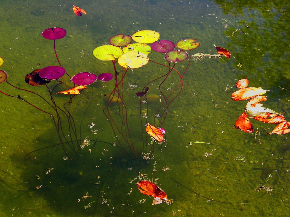 anmutige Wasserpflänzchen