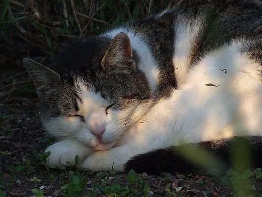 Anna die kleine Zaubermaus