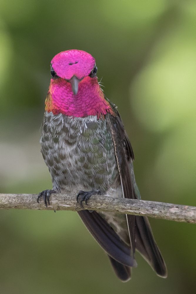 Anna-Kolibri