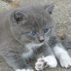 User Profile Photo