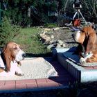 annabell (l) und paris(r) beim sonnenbaden