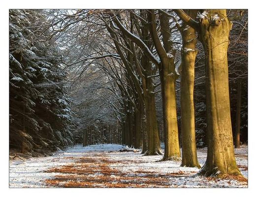 Annabos (near Breda, NL), Winter 2004