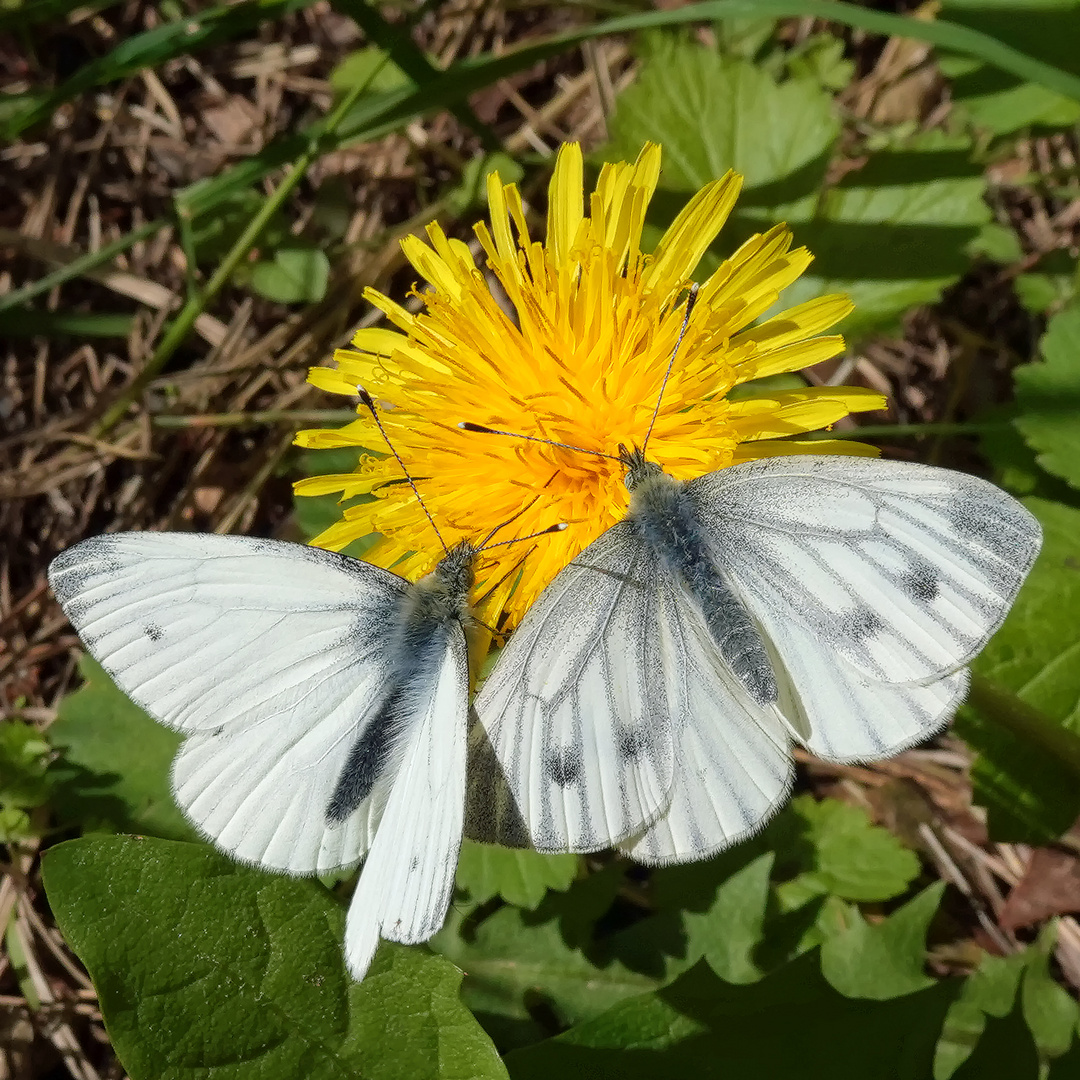 Annäherung