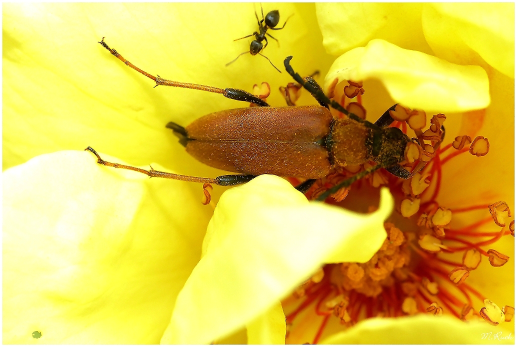 Annäherung in einer Rosenblüte ,