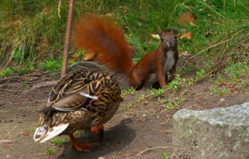 Annäherung zwischen Ente und Eichhörnchen