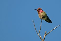 Annakolibri - Anna's Hummingbird (Calypte anna)