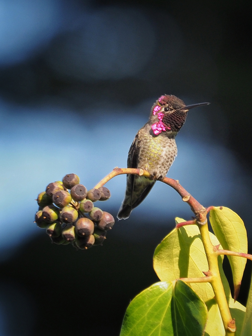 Annakolibri (Calypte anna)