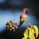 Annakolibri (Calypte anna)