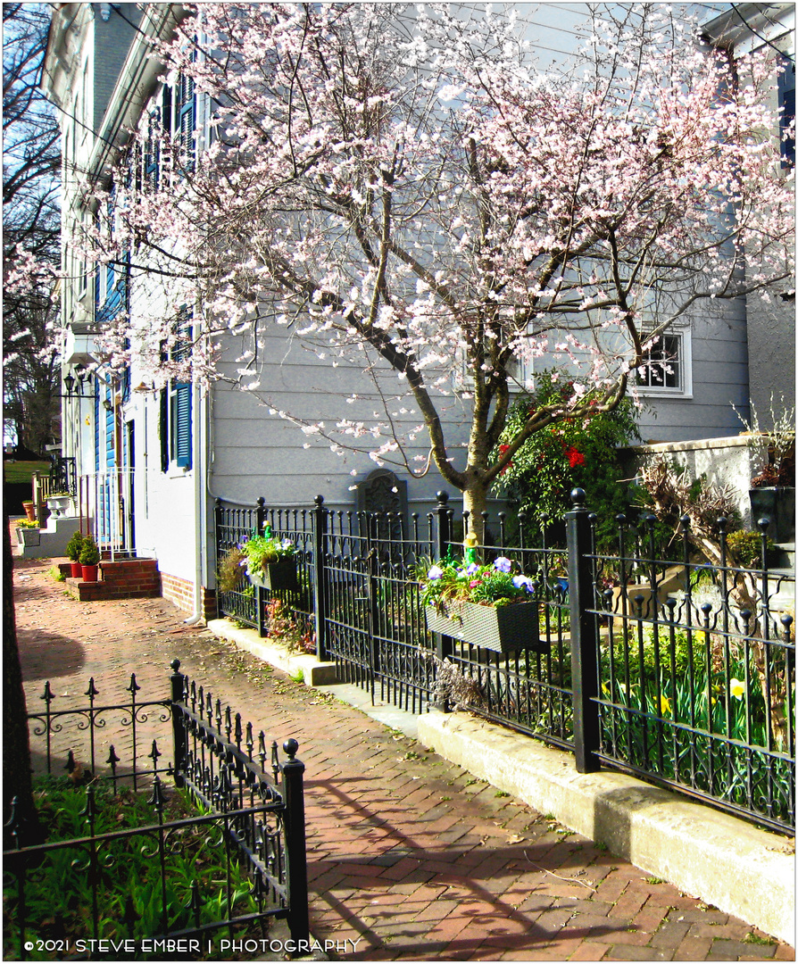 Annapolis Spring No. 1 - Early Springtime along Prince George Street