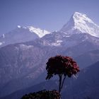 Annapurna