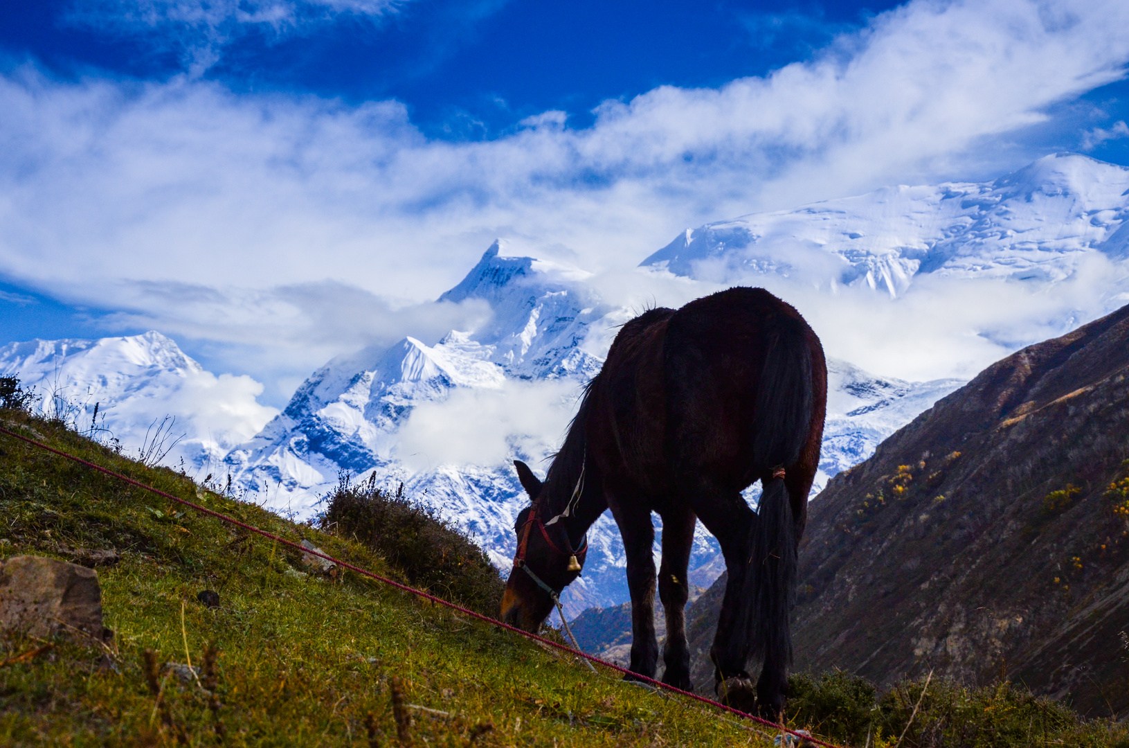 Annapurna's Horse