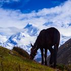 Annapurna's Horse