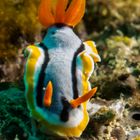 Anna's Chromodoris