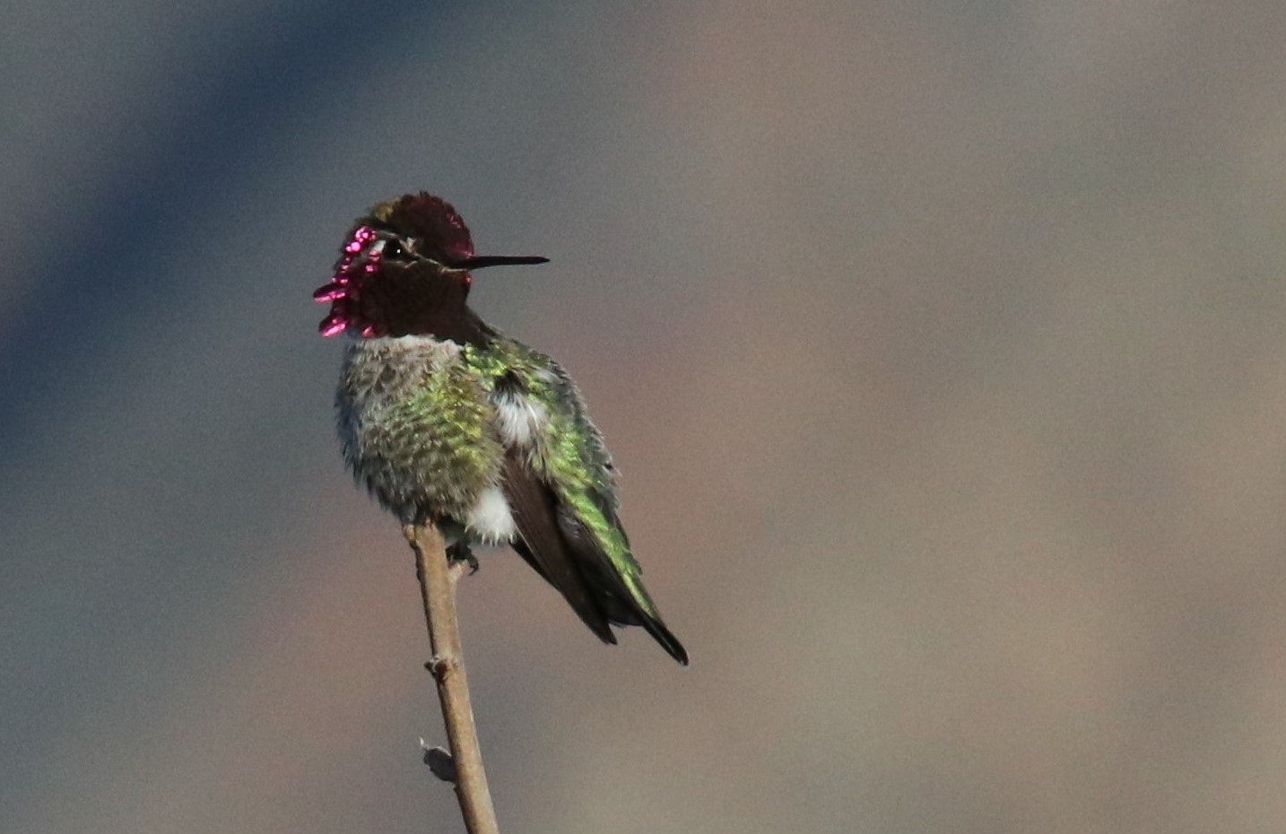 Anna's Hummingbird