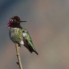 Anna's Hummingbird