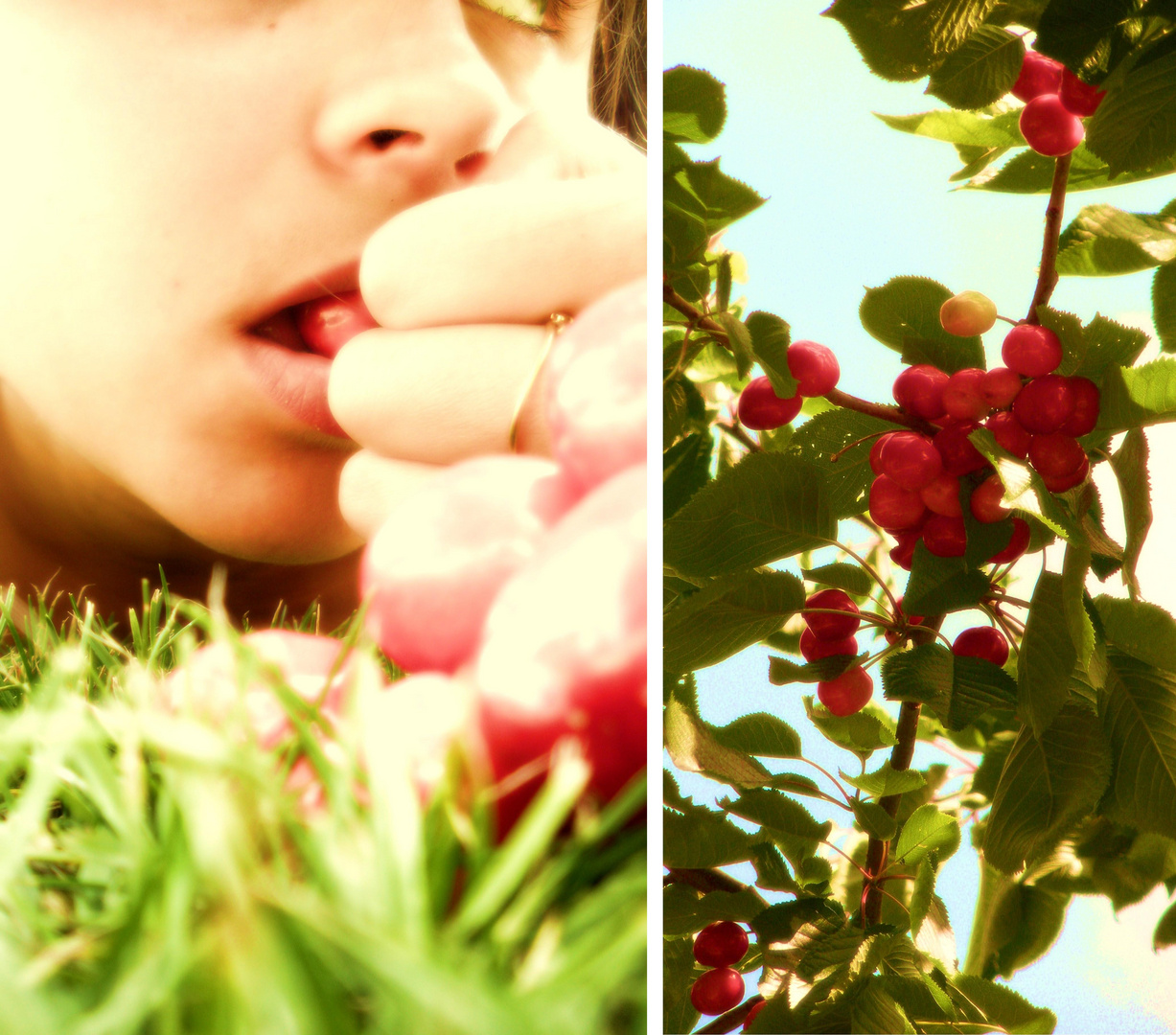 Années de cerises rouges met le rire sur les bouches.