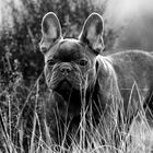 Anneliese - Französische Bulldogge