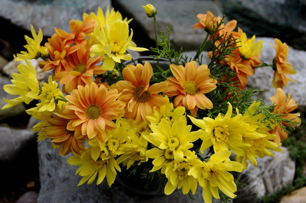 AnneMaries-Garten-Blumen