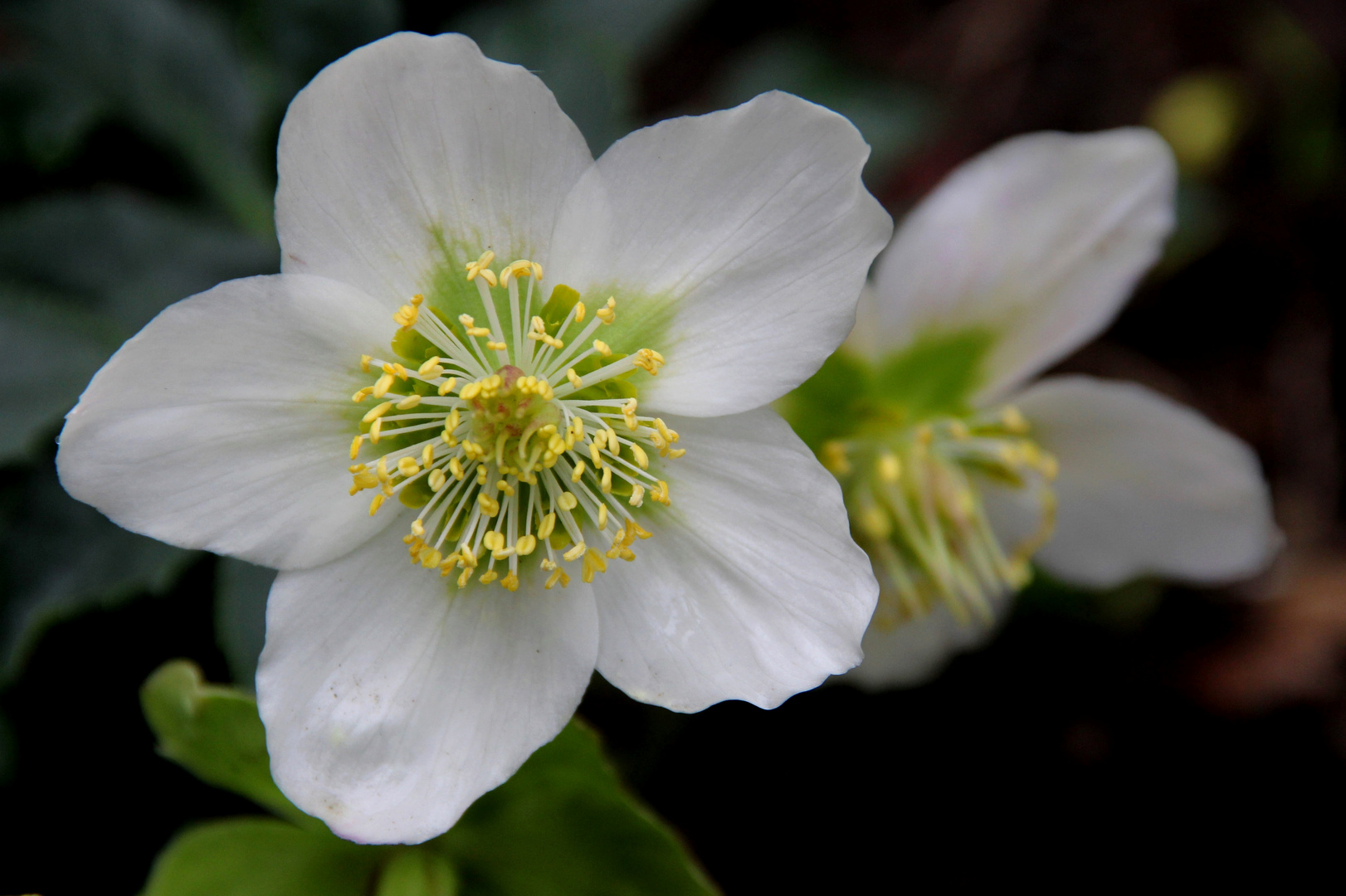 AnneMaries-Garten-Blumen