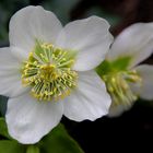 AnneMaries-Garten-Blumen