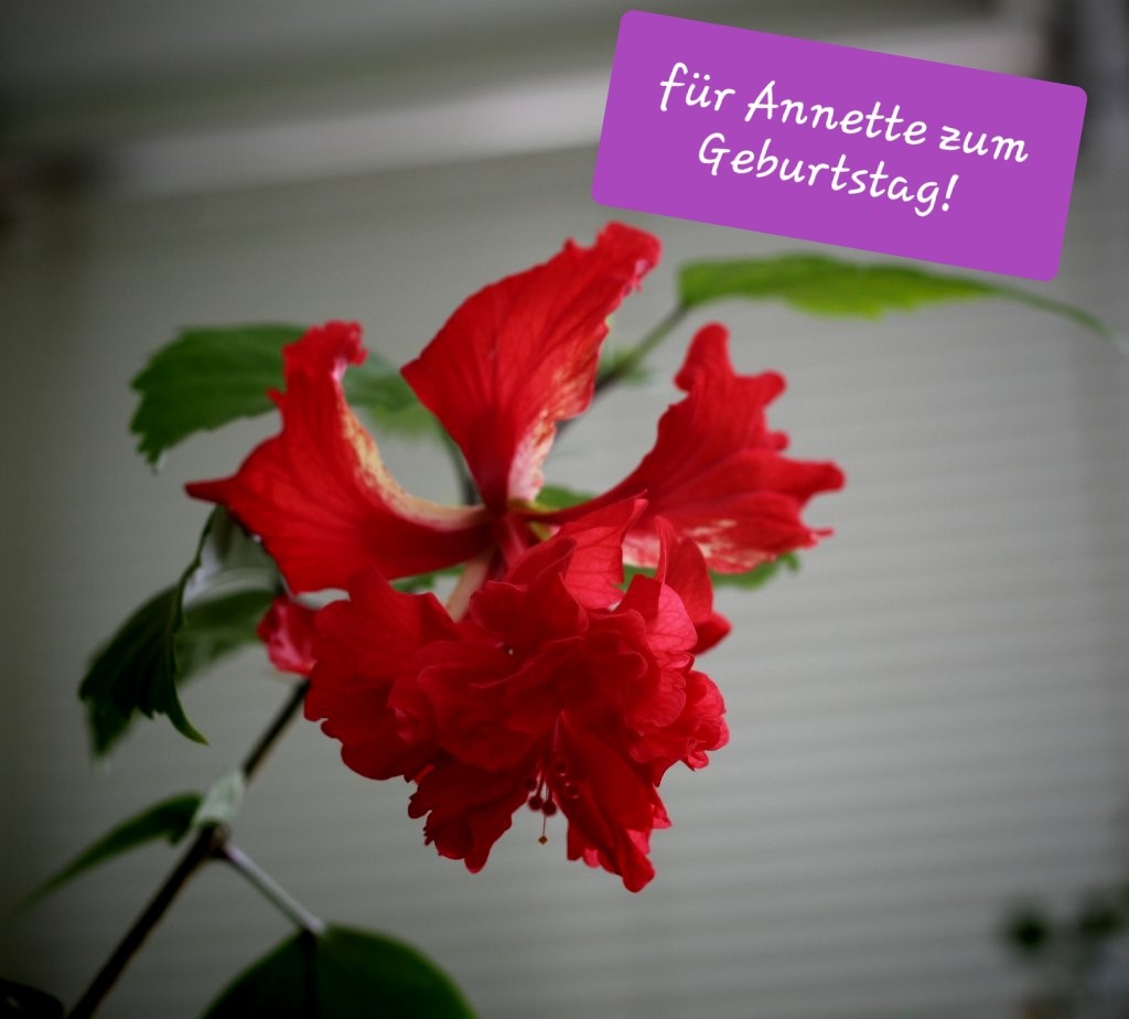 Annette hat Geburtstag